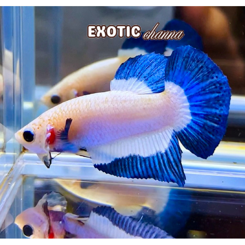 hiasan akuarium Cupang Blue rim bahan gaol