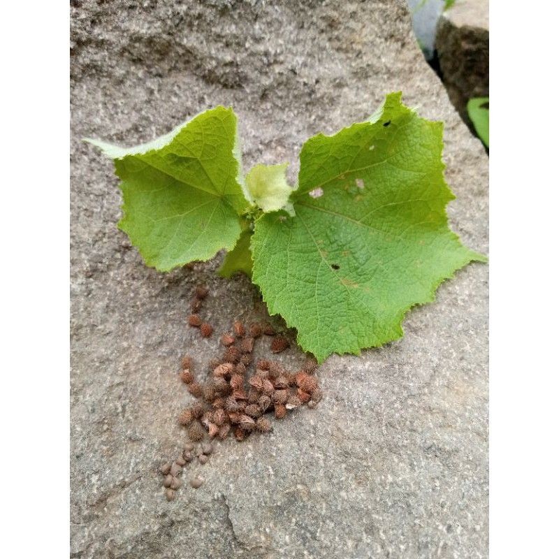 

50 BENIH BIJI PULUTAN HERBAL