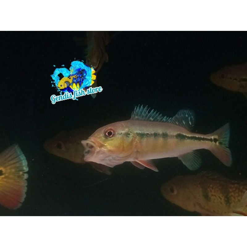 Tankmate aquarium pbass  intermedia 6-8 cm (peacockbass intermedia) berkualitas