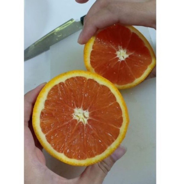 

TERMURAH Jeruk Sunkist Cara Cara Orange Segar 500gr - 1kg / Sunkist Cara Orange | Sayur online - BEST Fresh Food