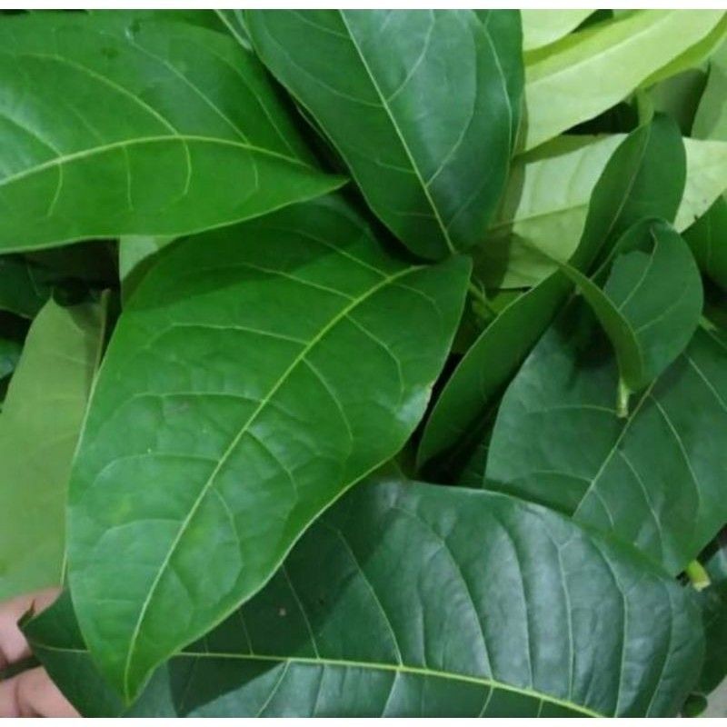 

DAUN MAHONI SEGAR 1KG MURA OBAT HERBAL TRADISIONAL