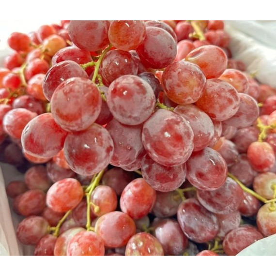 

ANGGUR RED GLOBE AUSSIE 500GR