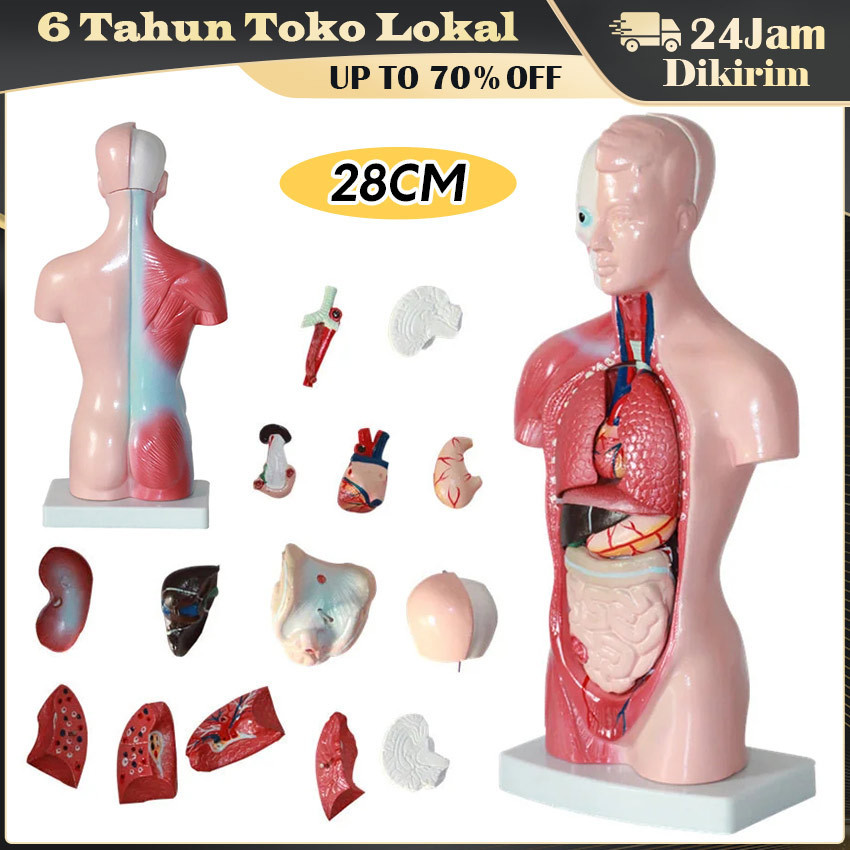 Mainan Rakitan Model Kerangka Manusia Kerangka Manusia Model Alat Peraga Edukatif Torso Anatomi Tubu