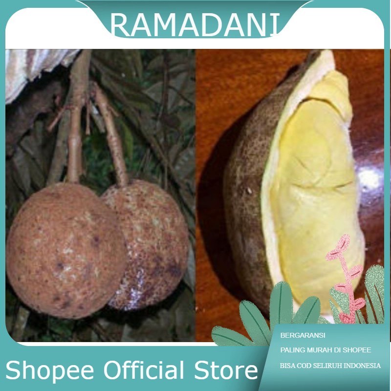 Bibit Durian Gundul Asli Olkulasi StekTempel