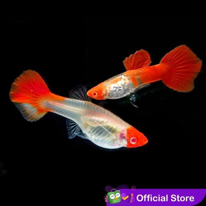 Guppy Albino Koi Snake Skin / Ikan Hias Air Tawar Aquascape