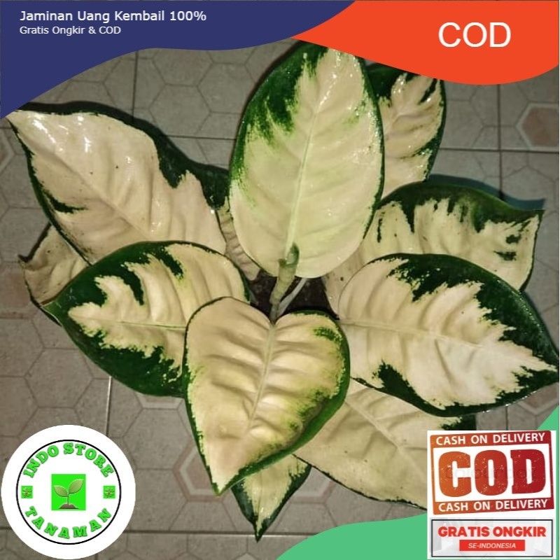 ANAKAN TANAMAN HIAS AGLONEMA KOCIN ESCADA/BABY KOCIN ESCADA DAUN 2-3-4