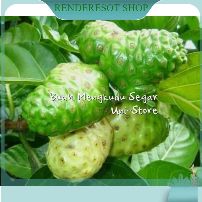 

Buah mengkudu 1kg pace noni herbal Kualitas Terbaik