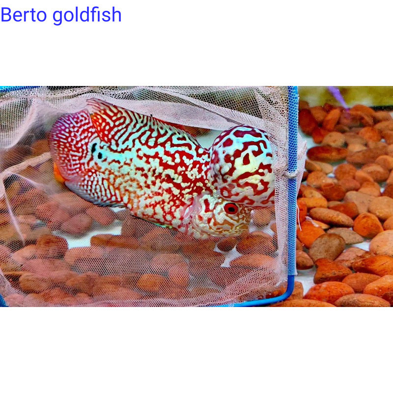 Hiyasan akuarium Burayak louhan kamfa F3 VIP