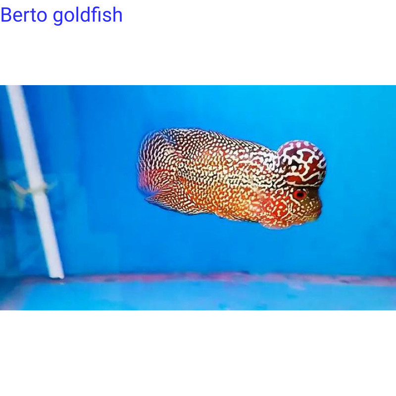 Hiyasan akuarium Burayak louhan Kamfa F2RedVIp