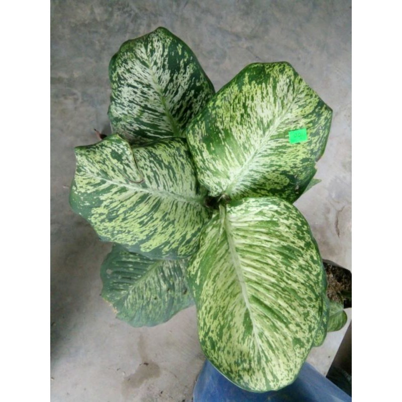 Aglonema Diven Anggun ayu / Bibit aglonema