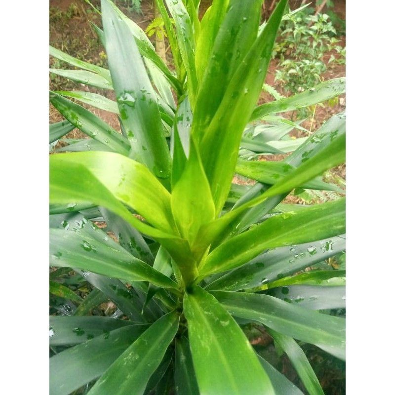 

COD Daun Suji Pandan Betawi Segar Pewarna Hijau Herbal Alami Per 1 Helai store69 ready