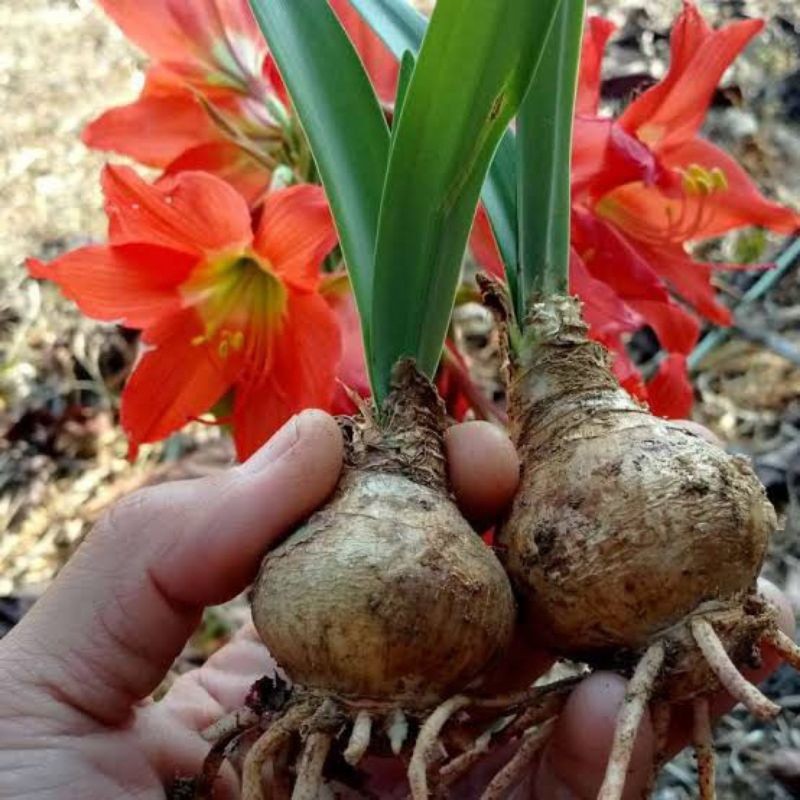 UMBI BUNGA AMARILIS - Umbi Tanaman Hias Bunga Amarilis Merah