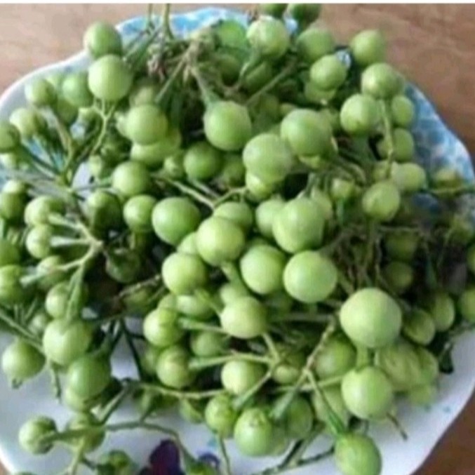 

peromo buah tekokak cepokak terong pipit 300gram