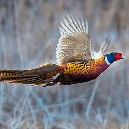 

Telur ayam ringneck pheasant green / telur ayam hias fertil siap cod