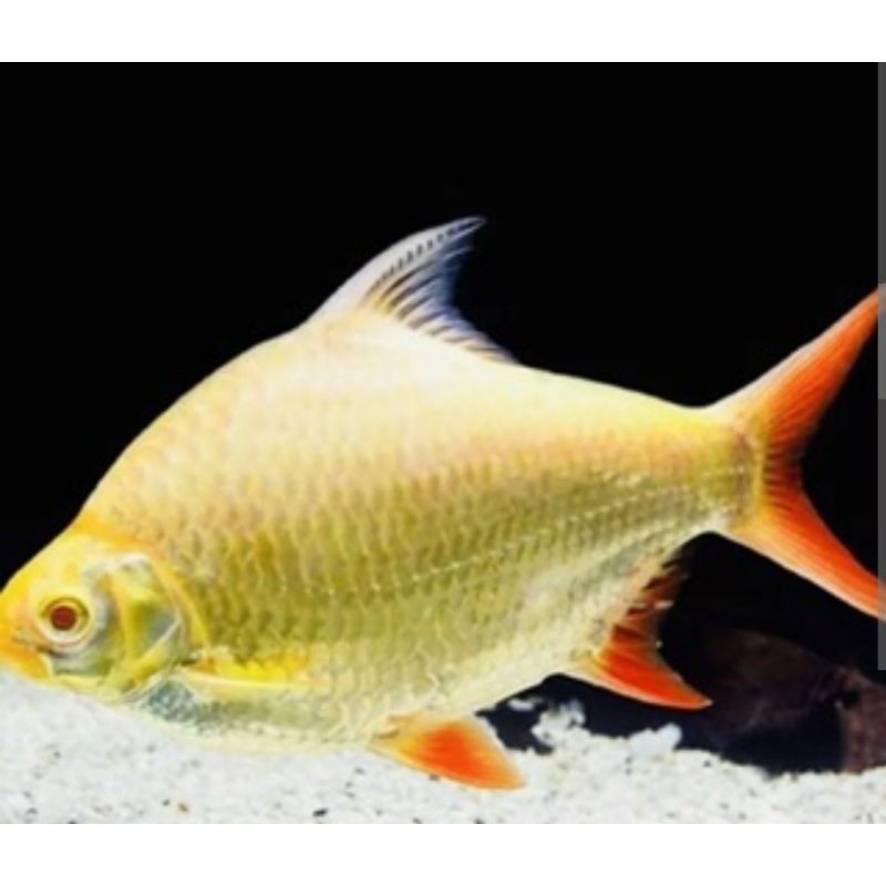ikan kaviat albino SB ukuran xl buat tank mat ikan