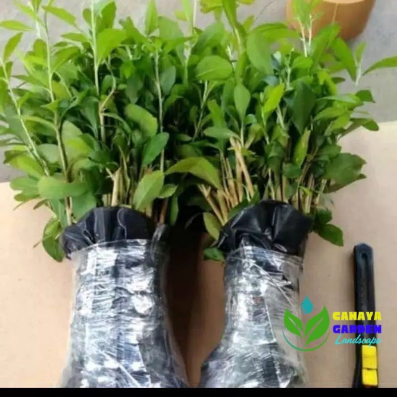 paket 10 batang Lee Kwan yew, tanaman hias menjuntai, tanaman hias rambat, benih tanaman hias.