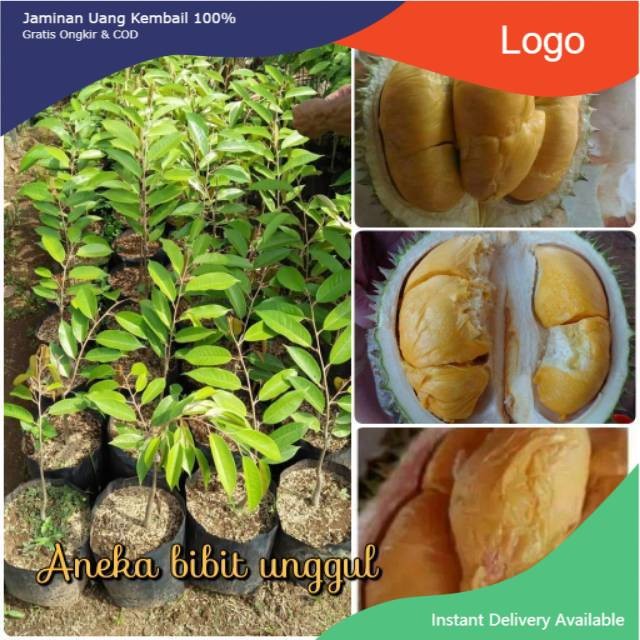 BIBIT BUAH DURIAN DURI HITAM BLACK THRON - BIBIT DURIAN DURI HITAM OKULASI