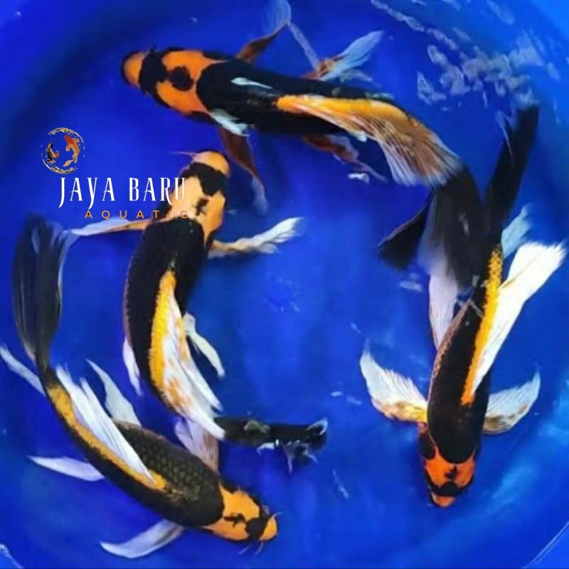 Termurah  perlengkapan aquarium Ikan Koi Golden Fish Slayer kbuto batman 10-12 cm bisa cod bergarans