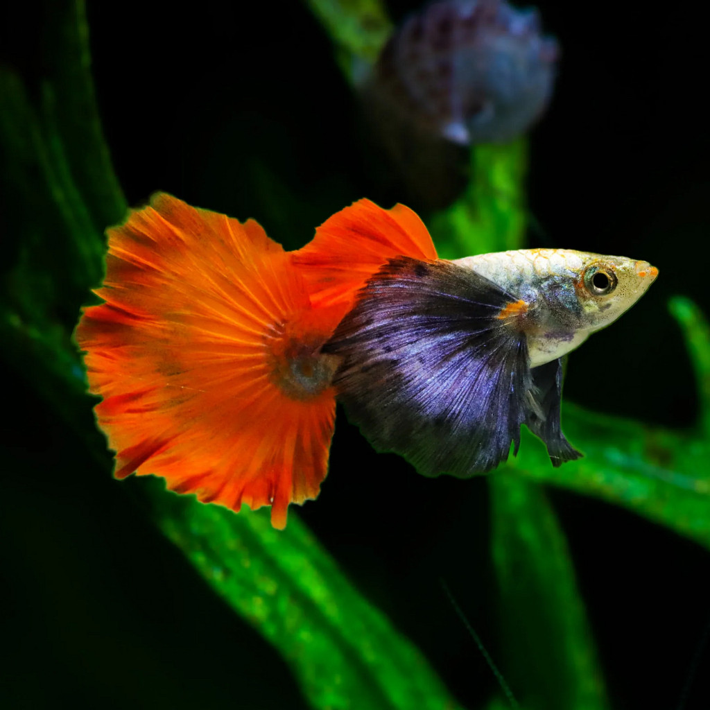 Jual ikan guppy PRTDE / platinum red tail dumbo ear
