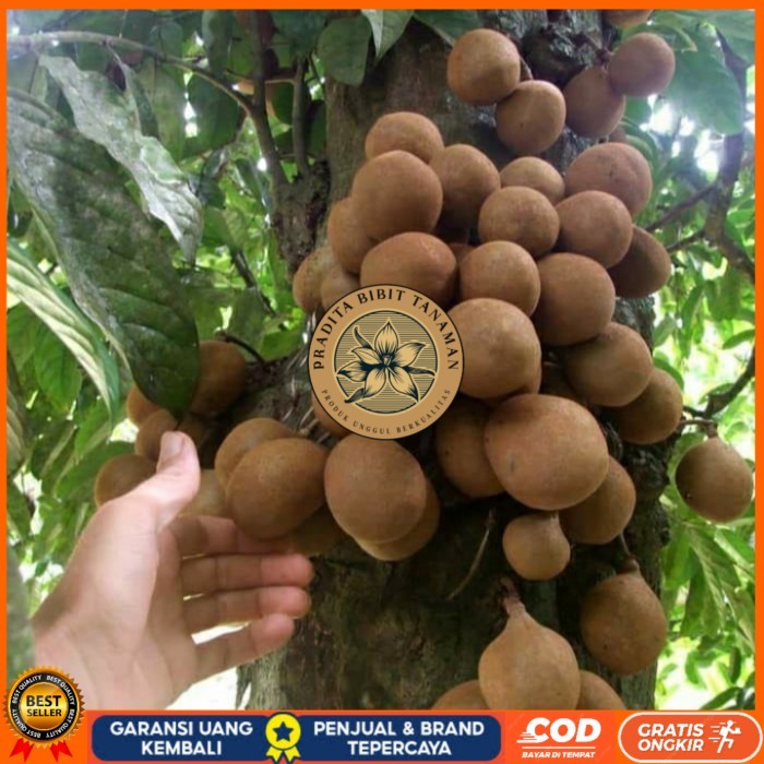 BIBIT TANAMAN BUAH KEPEL/ BIBIT KEPEL UNGGUL CEPAT BERBUAH Bibit Tanaman Super Unggul PRADITA BIBIT 