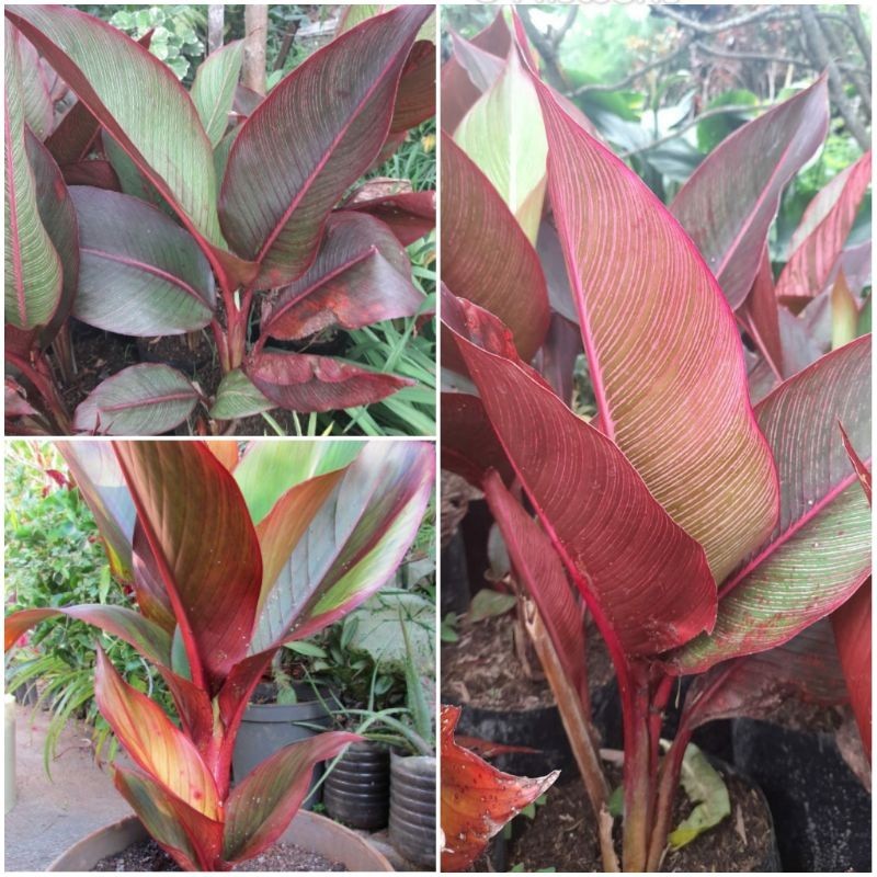 Tanaman Heliconia Indica Rubra (Red Leaf) / Rubra Merah / Pisang Hias Rubra Merah