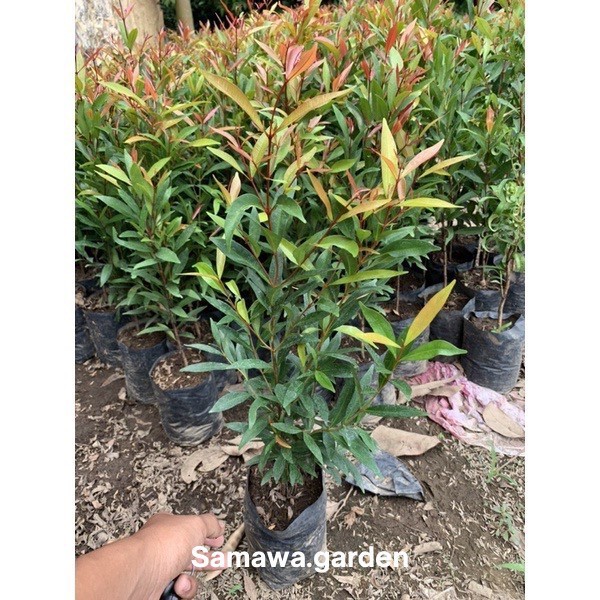 Tanaman hias pucuk merah tinggi 1.5 Meter - 30cm