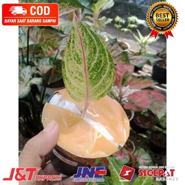 ( BISA BAYAR DI TEMPAT ) Baby Aglonema Romantic Love