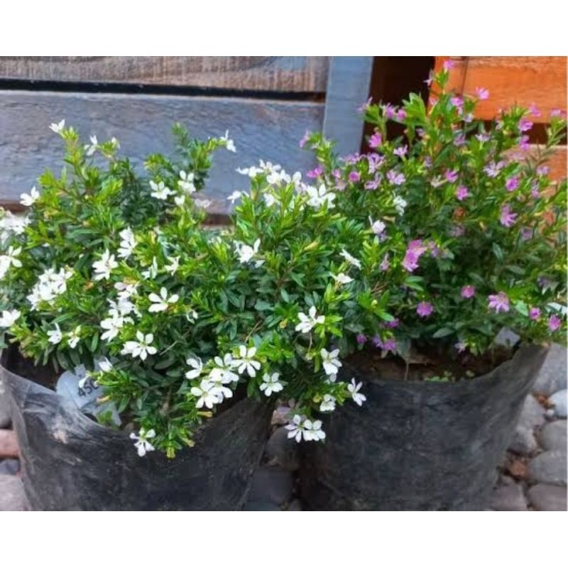 tanaman hias bunga seribu bintang putih dan ungu