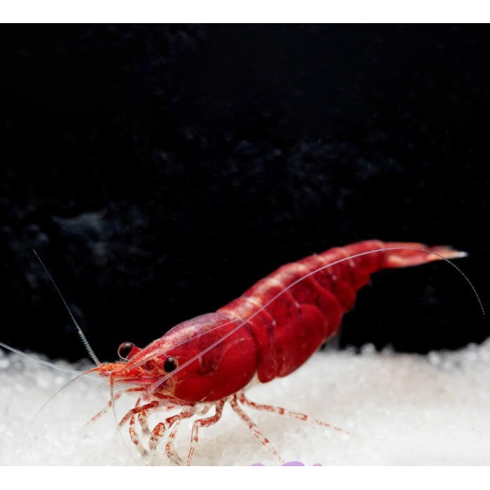 Udang Hias Merah Aquascape Red Fire Shrimp Neocaridina