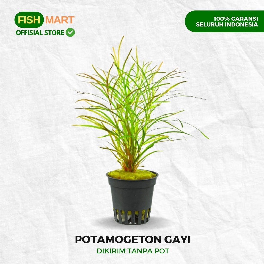 Potamogeton Gayi Tanaman Tumbuhan Aquascape Aquarium Akuarium Tanpa Low Co2 Chana Channa Cana