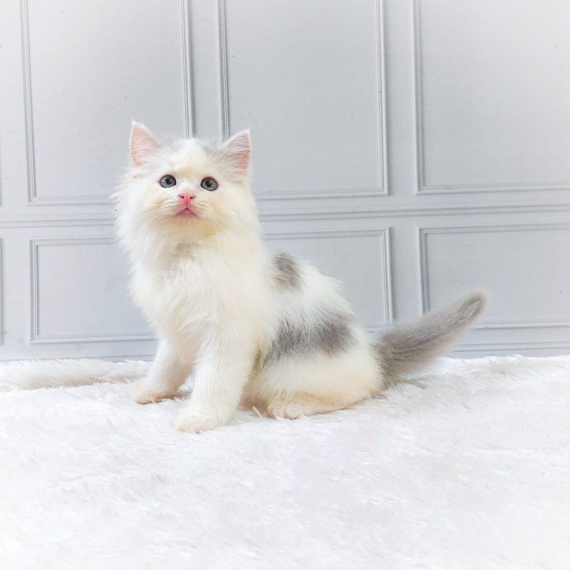 kucing persia Kitten/munchkin/peaknose