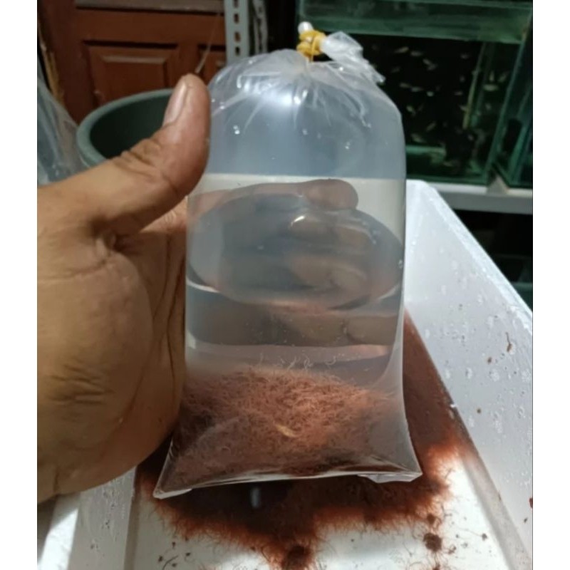 Cacing Sutra Hidup Pakan Ikan Hias