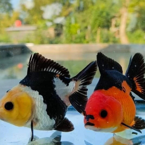 produk terlaris ikan hias mas koki oranda panda / koki panda tricolor / koki panda