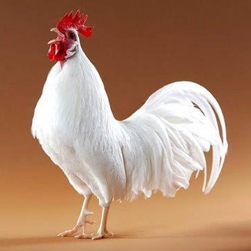 

Telur ayam leghorn white / telur ayam hias / telur fertil siap kirim