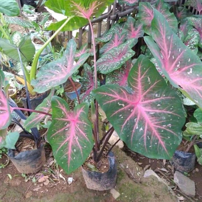 

silahkan Tanaman hias keladi spider sp - caladium cantik