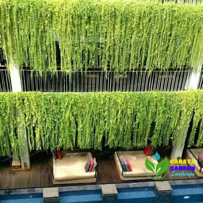 Lee Kwan Yew - Tanaman Hias Rambat Lee Kwan Yew