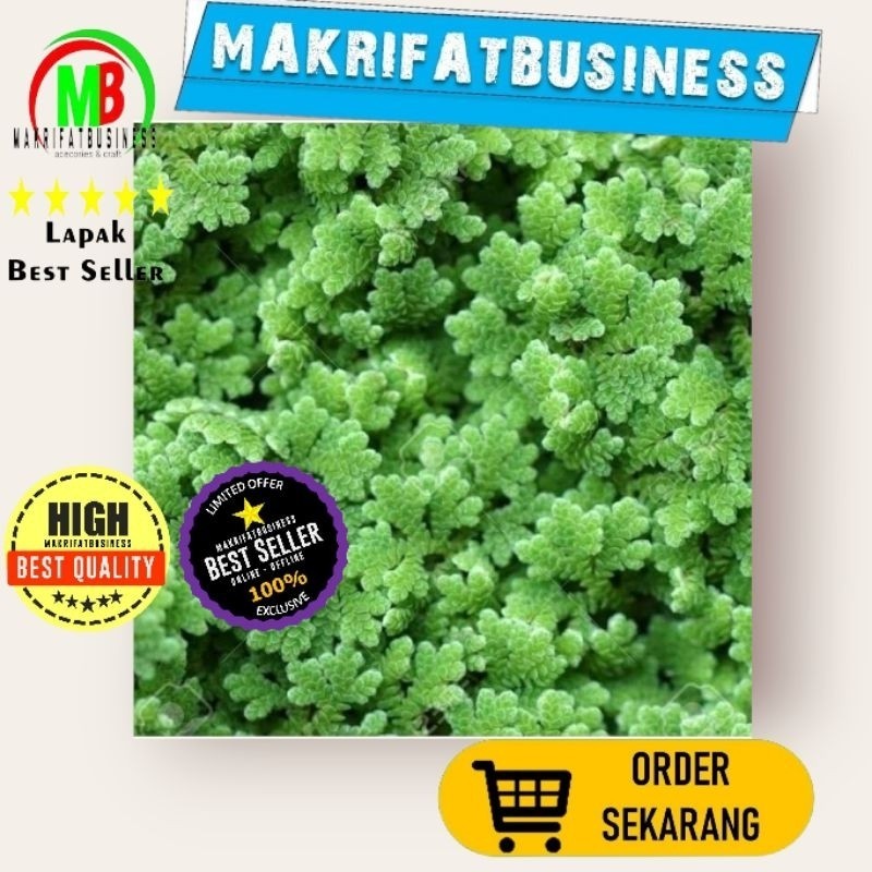 IMDA HANDICRAFT Paket 10 Gram Tanaman Air Rumput AZOLLA Pakan Ternak Ikan Protein Tinggi