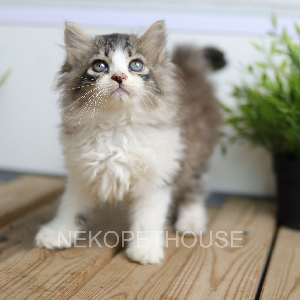 Kucing Kitten Persia mix Mainecoon Lucu 2.5 Bulan
