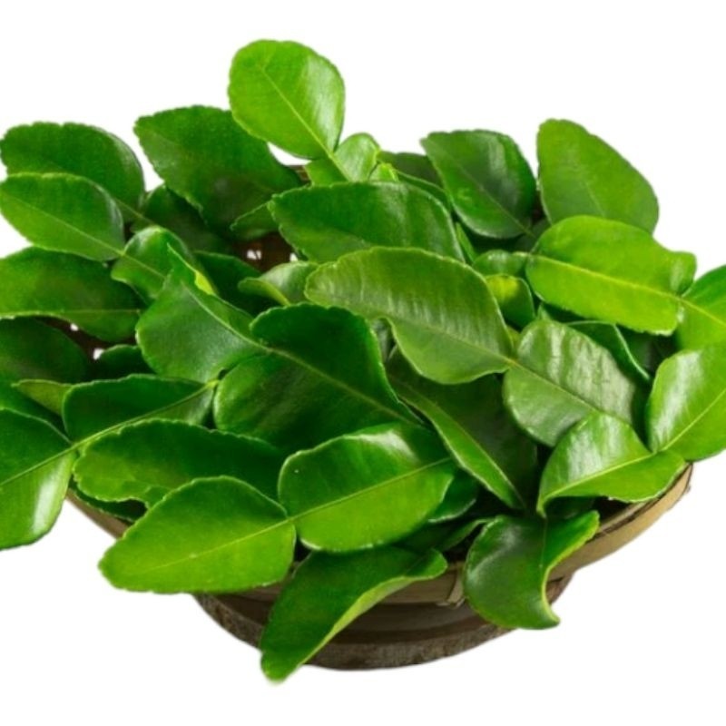 

Daun jeruk fresh 20lembar baru petik daun jeruk masak untuk