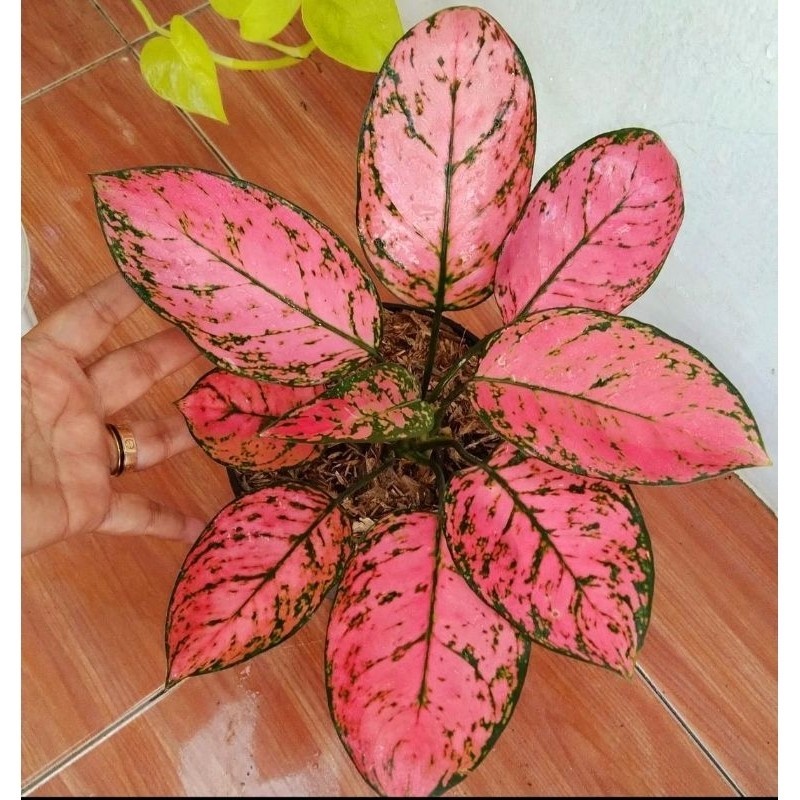( GRATIS ONGKIR ) Aglonema Lady Valentine Super Pink Roset Merah Merona - tanaman hias hidup - bunga hidup - bunga aglonema - aglaonema merah - aglonema merah - aglonema murah - aglaonema murah