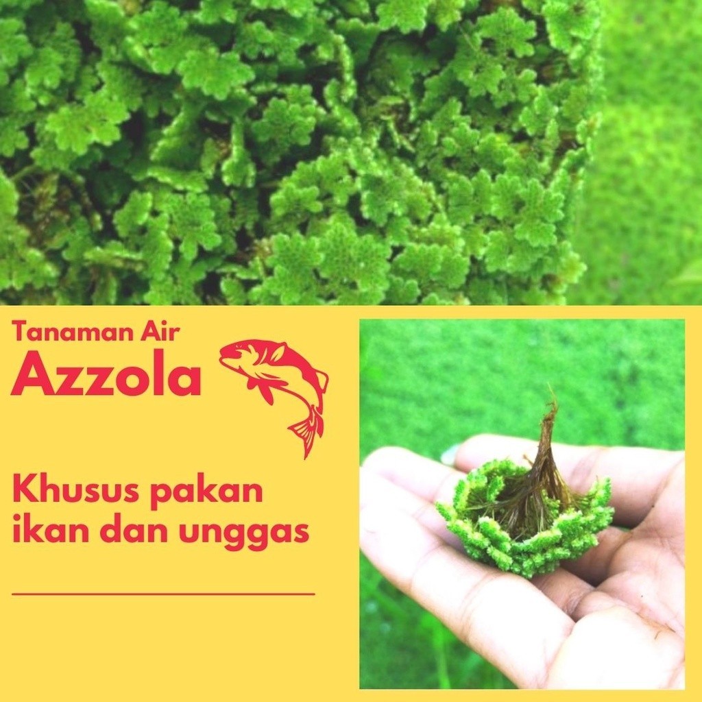 Bibit Azolla Azola Pinnata Pakan Ikan dan Unggas 1kg terbaru