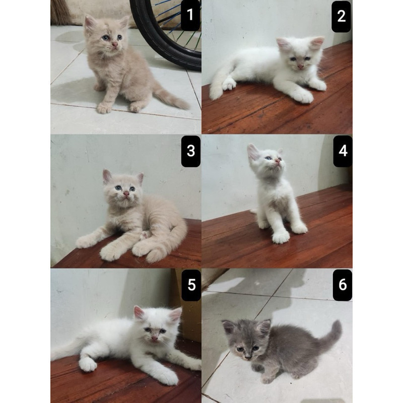 KITTEN PERSIA MEDIUM - Kucing Persia Medium Kitten Anak Kucing Persia Bulu Panjang DIJUAL MURAH