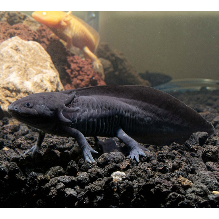 Axolotl Melanistic Melanoid Full Black Dogfish Salamander Walking Fish