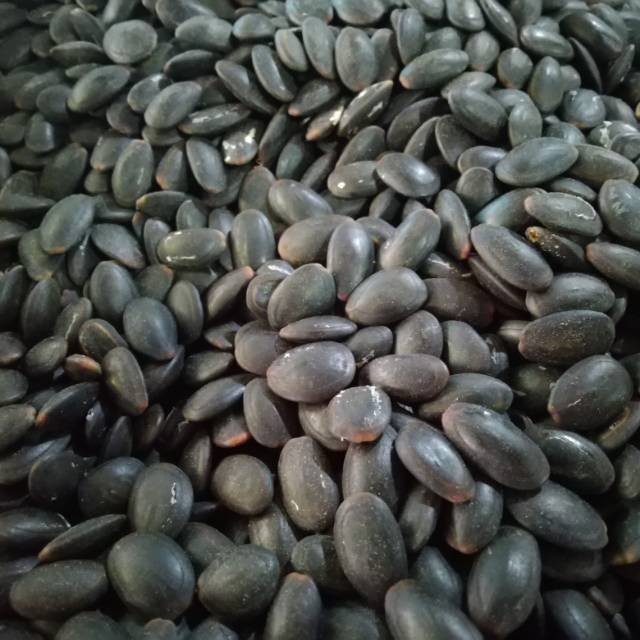 

Biji Kedaung Kering 1kg - Biji Kedawung Kering