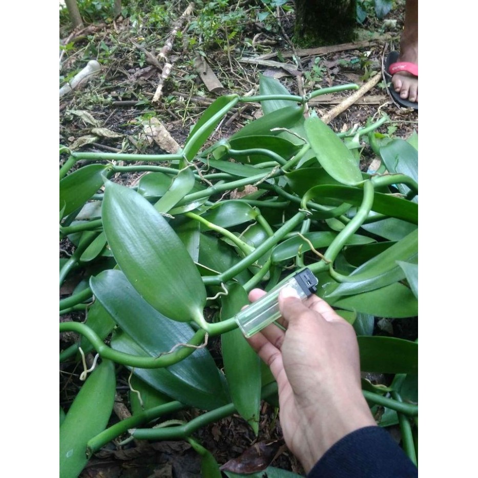 Bibit Vanili Planifolia Stek Vanili 1 Meter Untuk Pertanian Vanili