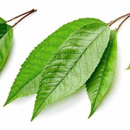 

Terlaris Daun Kersem / Ceri - Obat herbal alami
