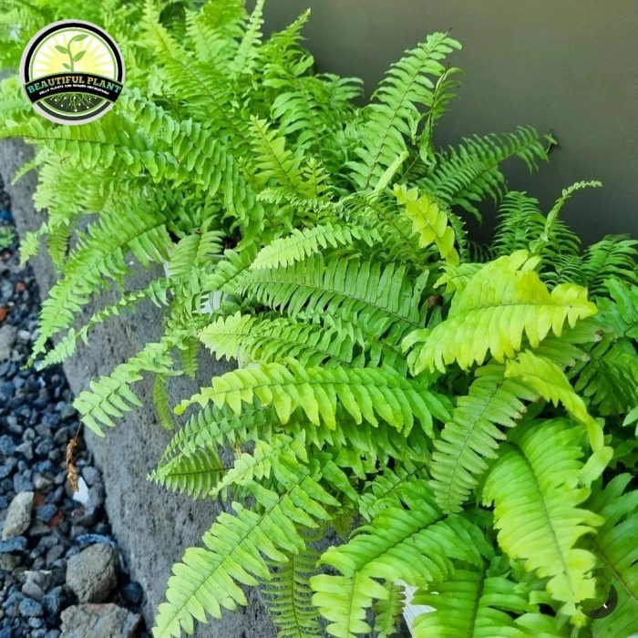 Tanaman pakis kelabang/tanaman vertical garden pakis kelabang