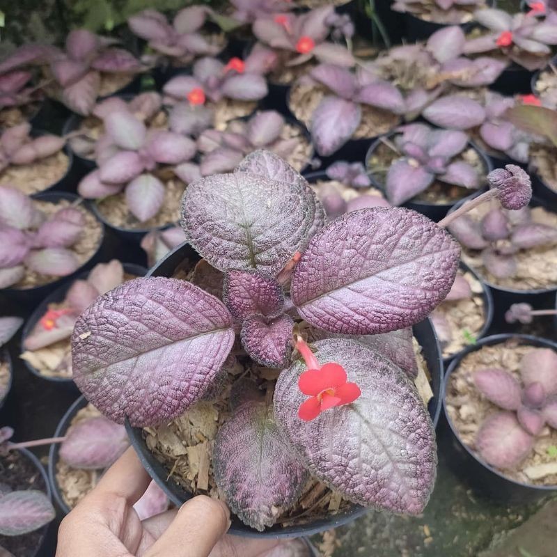 tanaman episcia strawberry patch episia bunga merah