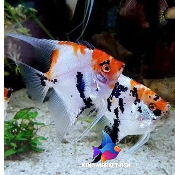 Kebutuhan akuarium Manfish Red Koi Gen Dari Red Devil 3-5 cm grade A