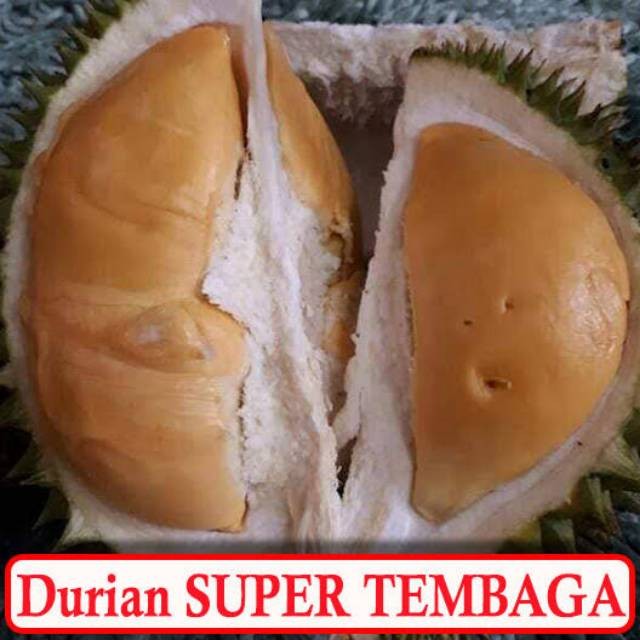 BIBIT DURIAN TEMBAGA SUPER KAKI 3